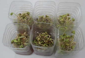 발아 및 생장 실험 대조군